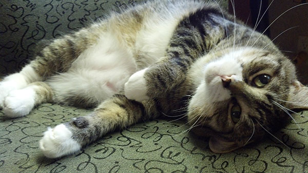 Euleycat, doing what he does best.