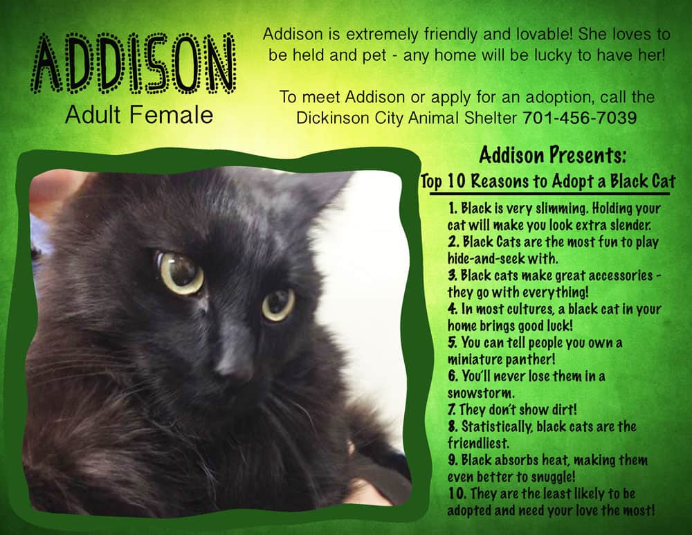 cat Addison adoption poster