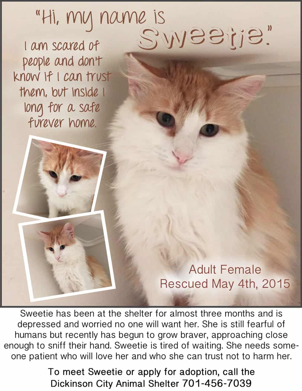 older cat Sweetie up for adoption