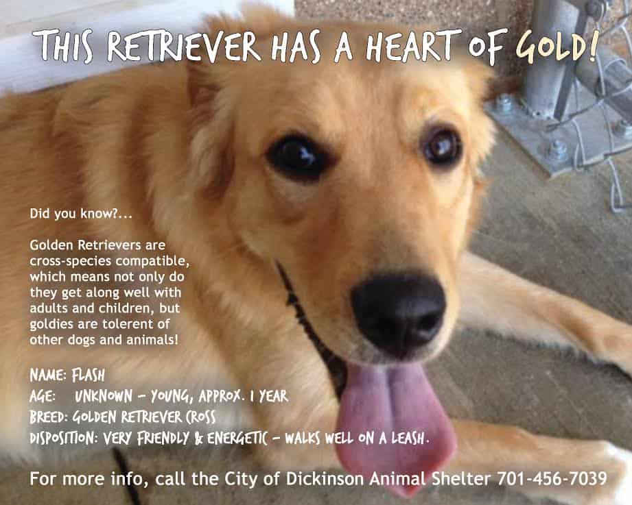golden retriever adoption poster